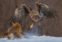 Bielik vs Lis