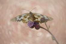 Melanargia galathea