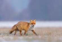 Lis, Fox (Vulpes vulpes...
