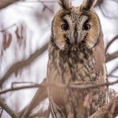 Sowa uszatka 