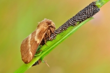 Barczatka wilczomleczówka