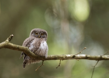 sóweczka