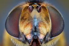 Extreme Macro