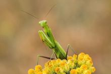 Zaciekawiona