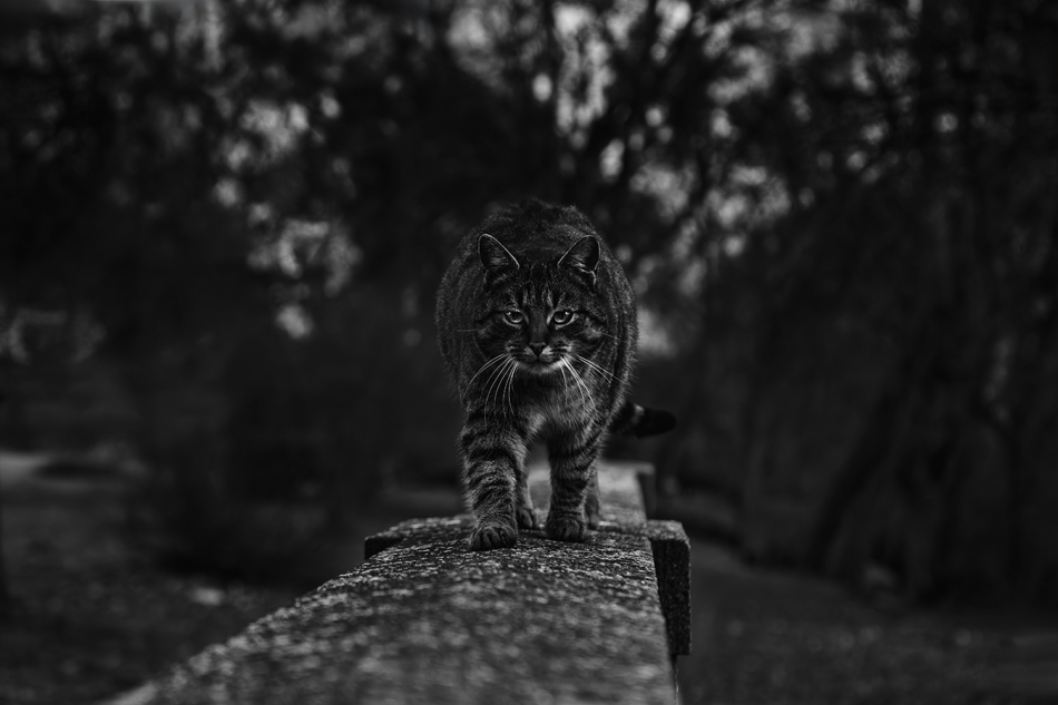akrims - . . Zdjęcie 322991