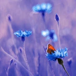 W motylkowej krainie 