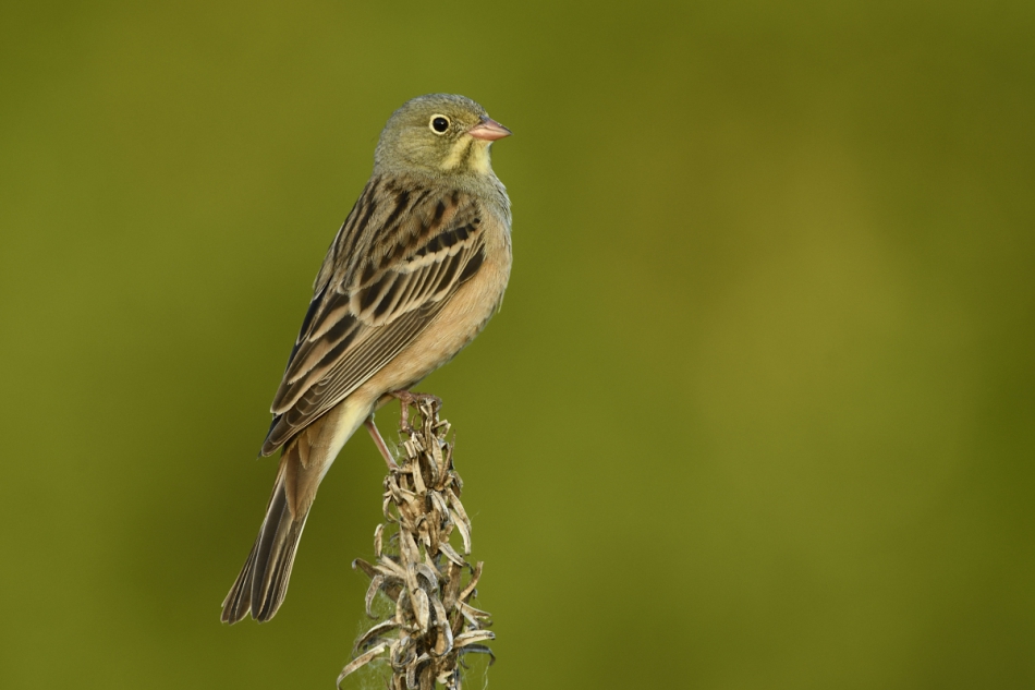 dudley - Ortolan.. . Zdjęcie 243112