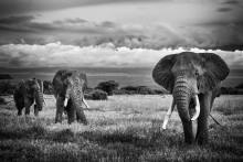 Amboseli National Park