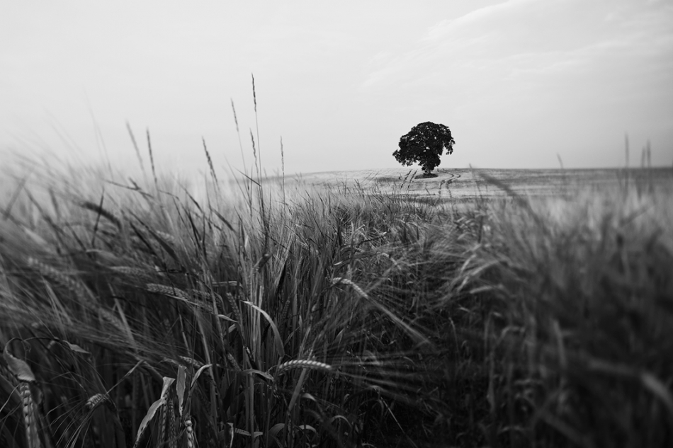 stefan - Barley view II. . Zdjęcie 103475