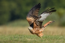 Kania Ruda, Red Kite (M...