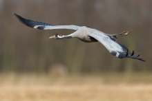 Żuraw, Common Crane (Gr...