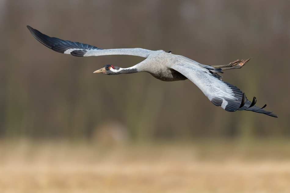 raftik - Żuraw, Common Crane (Grus grus) ... 2020r. . Zdjęcie 263852