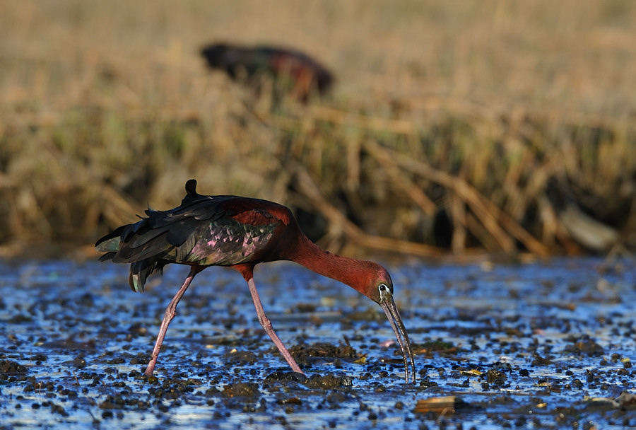 Ibis kasztanowaty. . Zdjęcie 24531