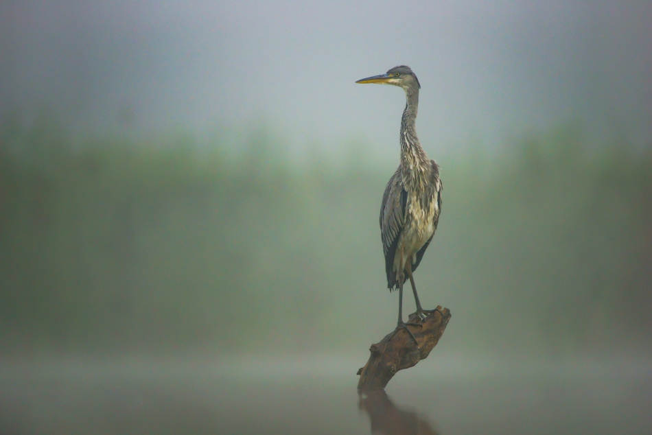 amigamedia - Cisza na stawie. Czapla siwa (Ardea cinerea). Zdjęcie 270816