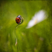 dream of ladybird