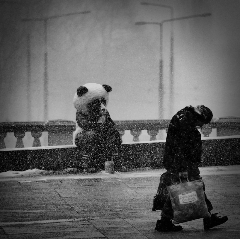jagger - panda. . Zdjęcie 138341