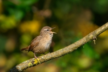 Strzyżyk, Eurasian Wren...