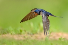 Dymówka, Barn Swallow (...