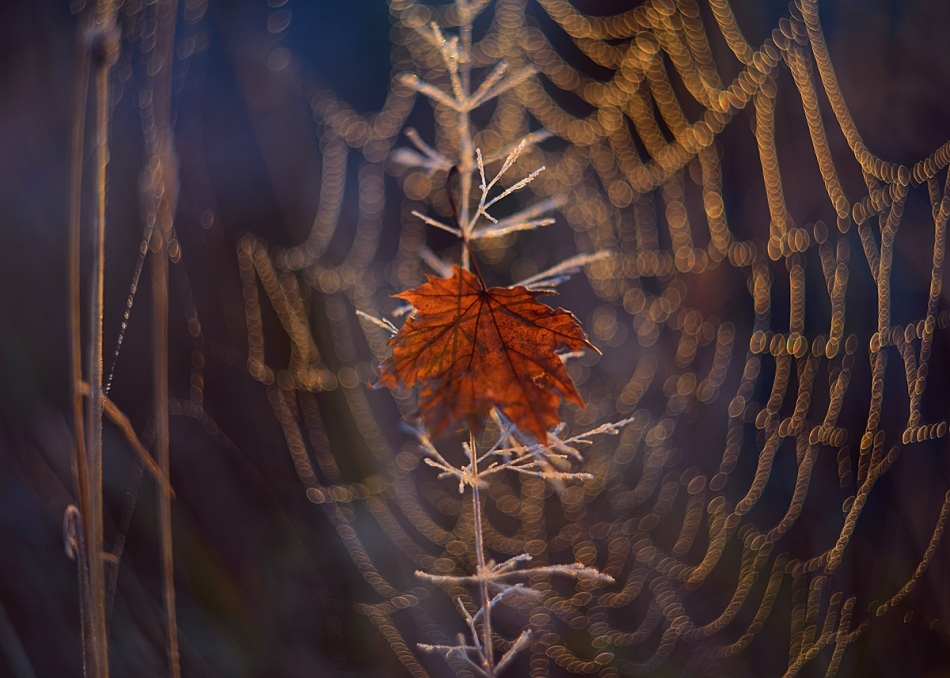 Teatr jesieni. PE. Zdjęcie 336819