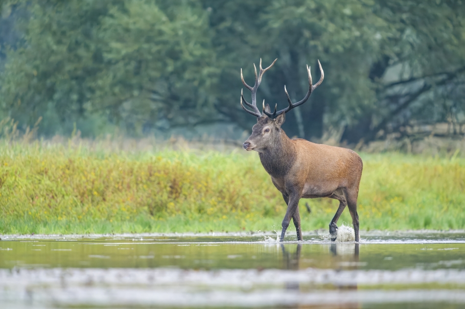 amigamedia - Mąciwoda. Jeleń szlachetny (Cervus elaphus) Przyroda naszego regionu. Sony ILCE-1+Sony SEL200600G FE 200-600mm f/5.6-6.3 G OSS. Przysłona: F/6,3-Czas ekspozycji-1/1000 s-ISO-2500-Ogniskowa-600 mm.. Zdjęcie 335306