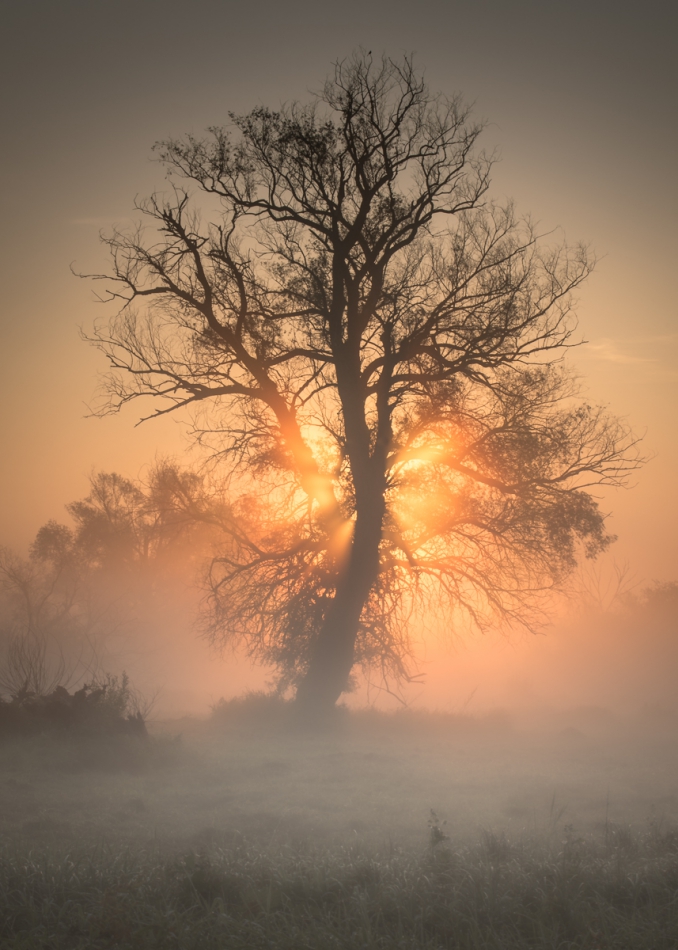 exo_82 - . . Zdjęcie 277772