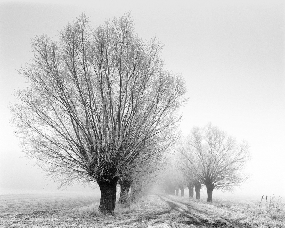 6x7 - Drogą wśród wierzb. . Zdjęcie 256517