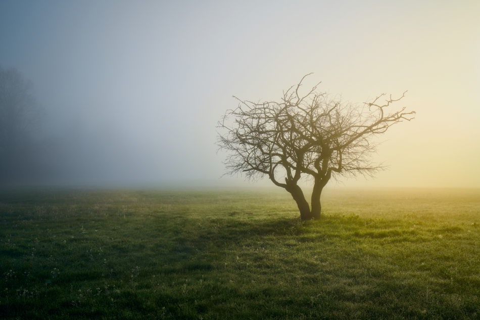 shooter76 - Wiosenny minimalizm. . Zdjęcie 301987