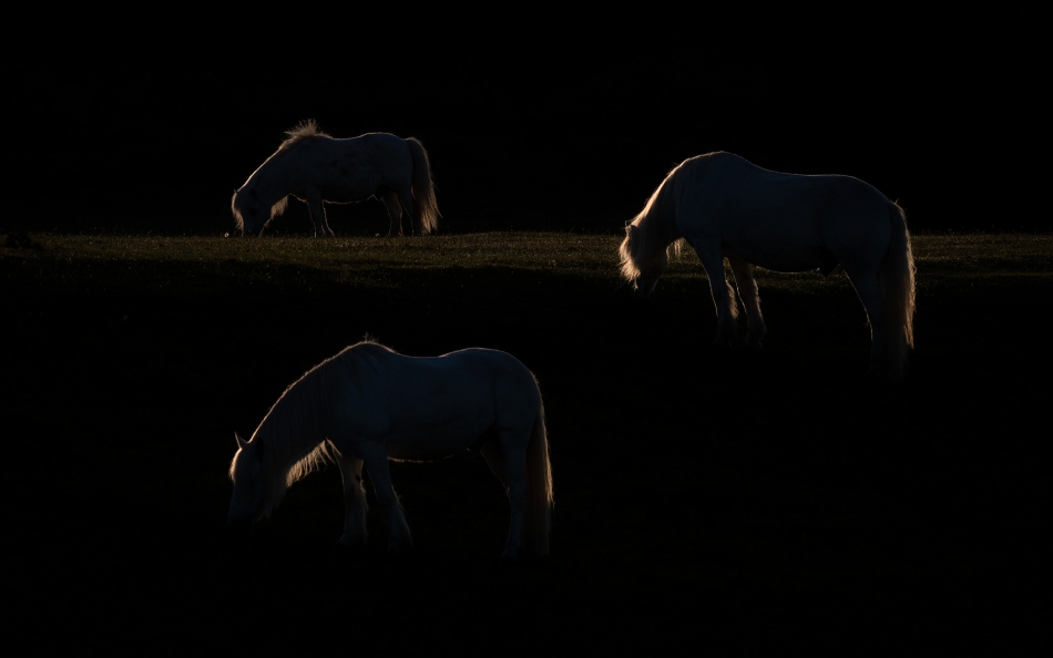 therion - Four Kinds of Horses. Kawałek odkryty na plenerze. Nie czesto sie dzis cos nowego i zaj..ego zarazem w radiu odkrywa. No musialem tytuł zapożyczyć.  https://www.youtube.com/watch?v=ca-cyvU8P04 . Zdjęcie 315578