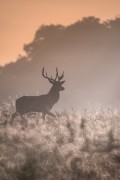 Samotny podróżnik