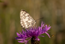 Polowiec szachownica