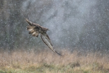 Buteo buteo