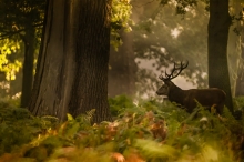 Soul of the forest