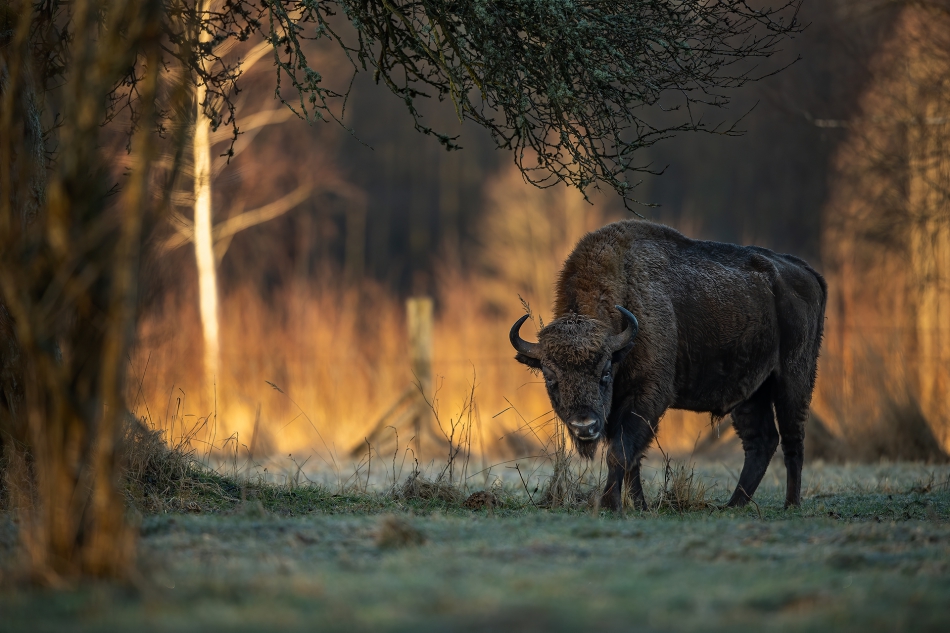 darek_d - zimowy poranek. . Zdjęcie 312140