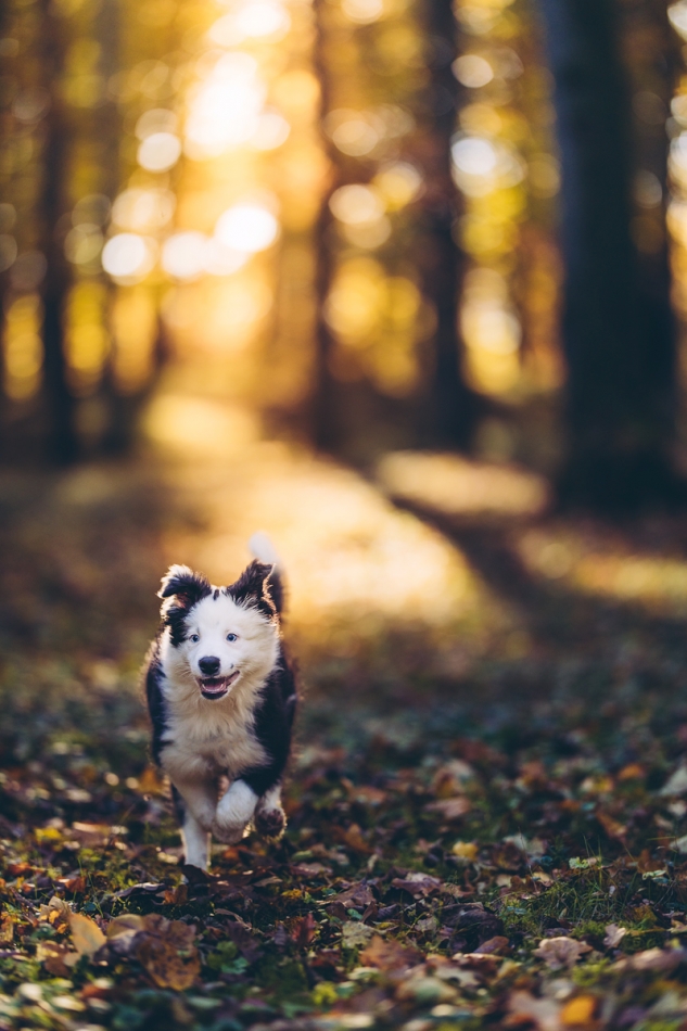 4ihjr4bcee - Spacer. Border Collie. Zdjęcie 323250