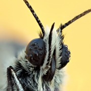 Polowiec szachownica 