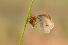 Przestrojnik