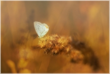 A Midsummer Night's Dream
