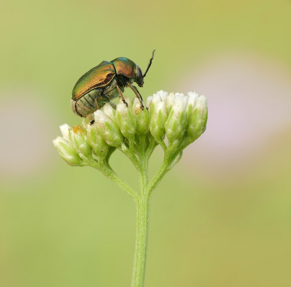 keni - Chrysolina fastuosa. PE. Zdjęcie 333916