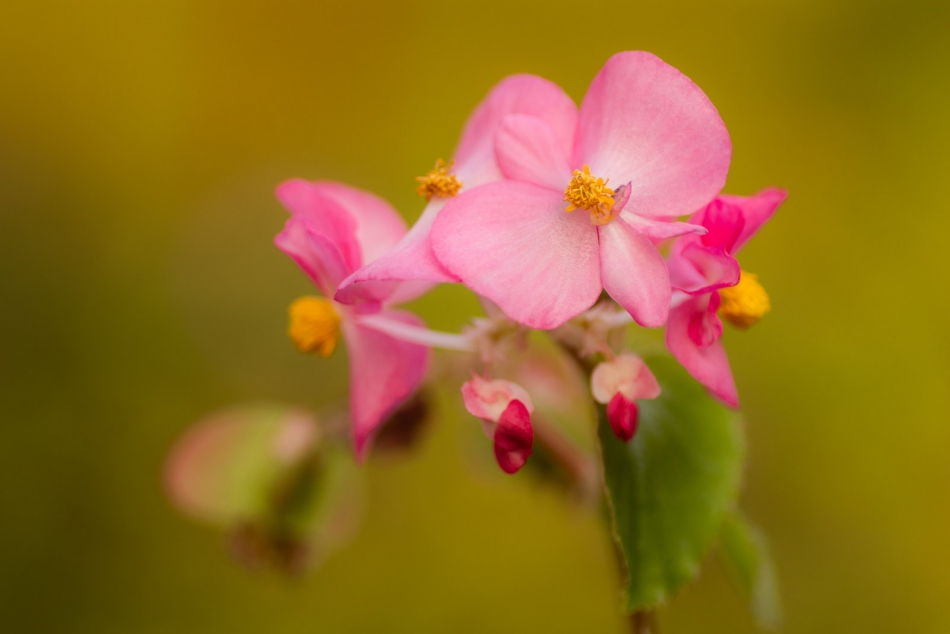 radson_foto - begonia (Begonia L.). . Zdjęcie 328023