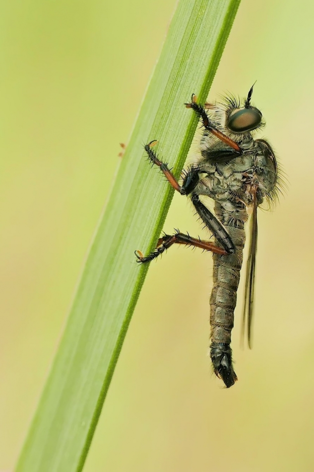 keni - Machimus atricapillus. . Zdjęcie 325651