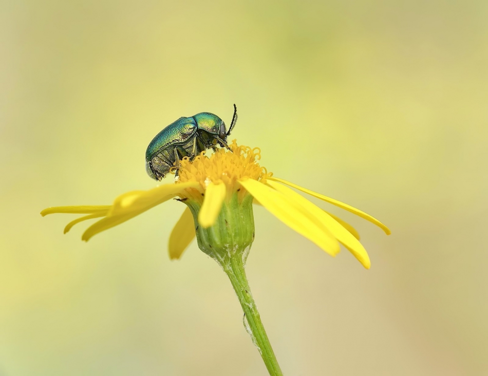 keni - Cryptocephalus sericeus – Zmróżka złotawa. PE proszę.. Zdjęcie 316666