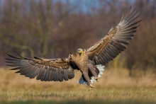 Bielik, White-tailed Ea...
