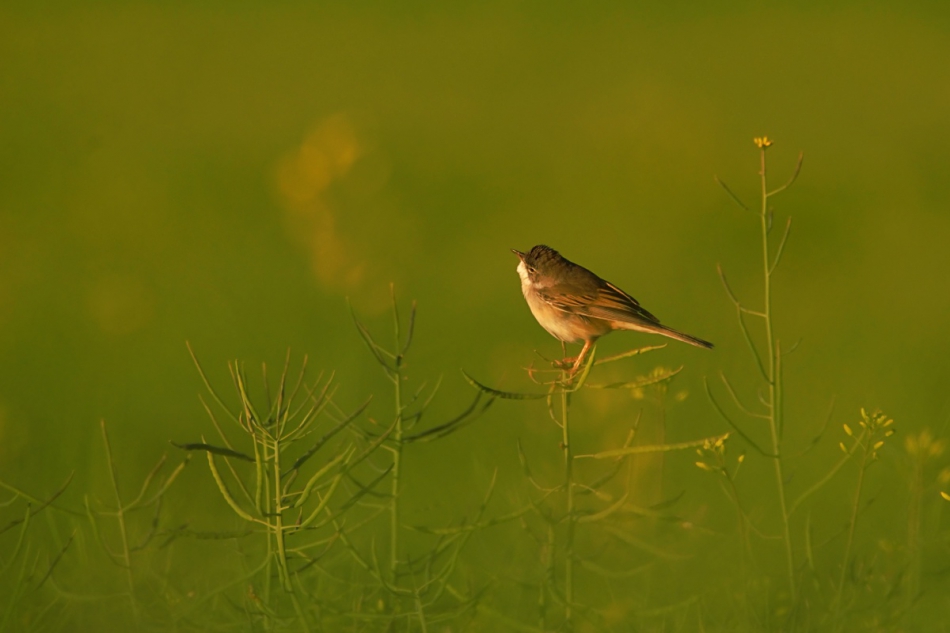 Kawecki.foto-przyroda - . . Zdjęcie 315389