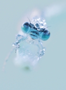 Blues