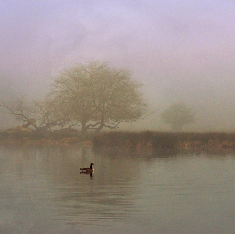robin74r - On a grey foggy day.... . Zdjęcie 332206