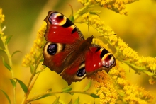 Rusałka pawik (Aglais io)