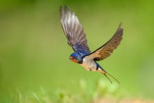 Dymówka, Barn Swallow (...