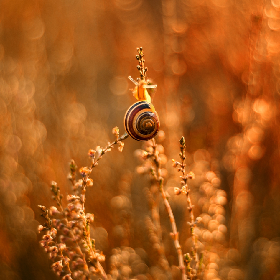 margherita - Indian Summer. . Zdjęcie 180045