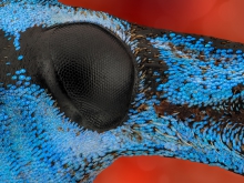Eupholus linnei.