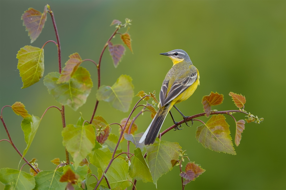 fotodam - Żółta. Pliszka żółta (Motacilla flava) Western Yellow Wagtail . Zdjęcie 333037